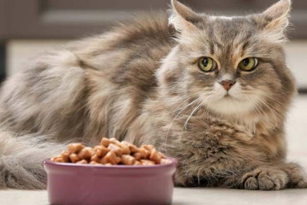 pet-shop-nova-cacapava-racao-gato pet-shop-nova-cacapava-racao-gato